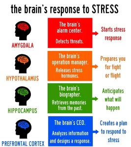 describing-brains-response-stress-600nw-2213093809